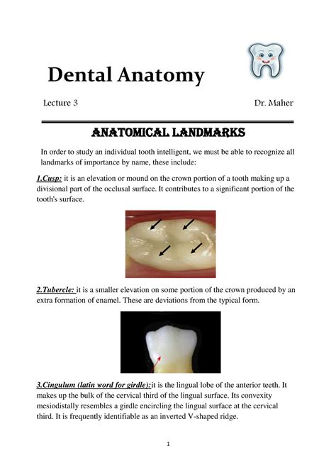 Dental 3 Dental Anatomy Lecture 3 Dr Maher Anatomical Landmarks In