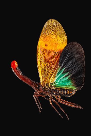 Lantern Bug - One of the Most Gorgeous Insects You've Ever Seen - Odd Facts