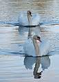 Category Cygnus Olor Swimming Pairs In May Wikimedia Commons