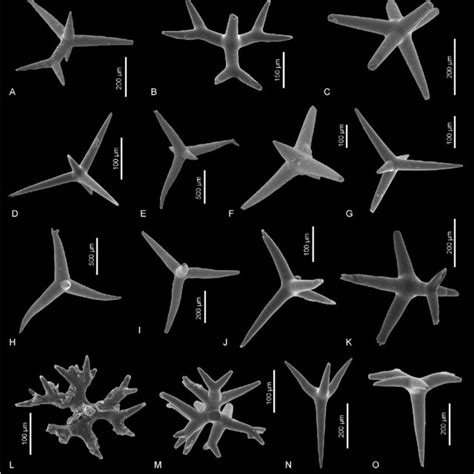 Spicules of sponges of the order Poecilosclerida; A-C-Acanthorhabds of... | Download Scientific ...