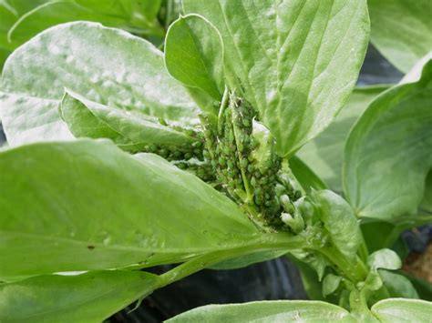 How To Get Rid Of Aphids In The Vegetable Garden Lettuce Grow Something