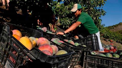 Trops Busca A Personas Para Trabajar En La Campa A De Recogida Del