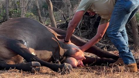 El SECRETO de los GANADEROS para Desinflamar UBRES de Vacas Recién