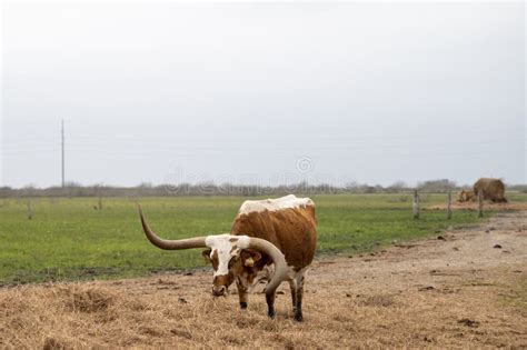 Texas Longhorn Beef Cattle Cow With One Deformed Horn Stock Photo