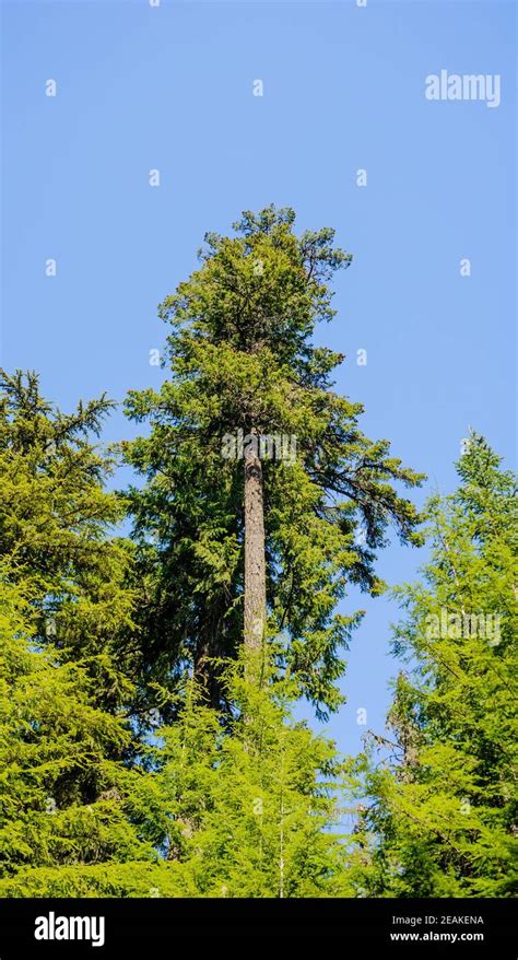 High Coniferous Evergreen Trees Hi Res Stock Photography And Images Alamy