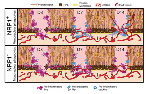 Myeloidresident Neuropilin Promotes Choroidal Neovascularization