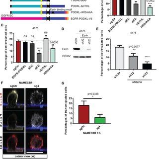 The Expression Of The Cell Surface Protein Podocalyxin Is Upregulated