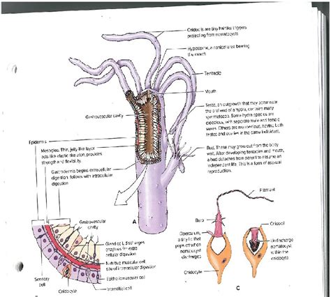 Class Hydrozoa- Hydra Diagram | Quizlet