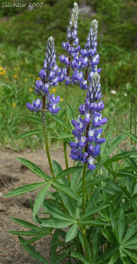 Subalpine Lupine Broadleaf Lupine Lupinus Arcticus Ssp Subalpinus