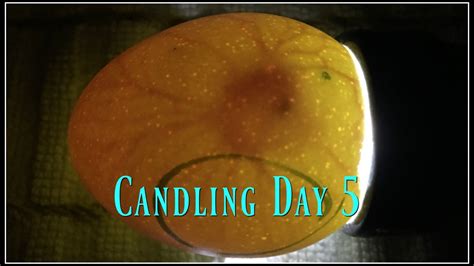 Candling Eggs Day 5 Youtube