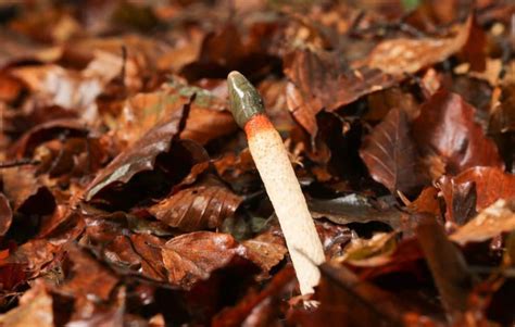 Red Mushroom Identification: [Top 10] – Star Mushroom Farms