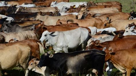 Brahman Sindi Ou Senepol Qual O Melhor Touro Para Cruzar Vacas