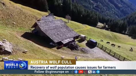 Is A Wolf Cull The Answer As Austrian Farmers Struggle In The Alps Cgtn