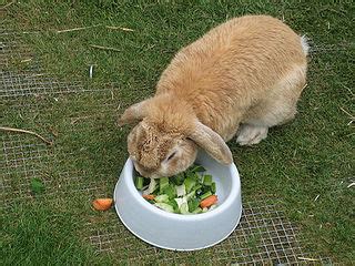 Rabbit Food Diet and Nutrition Guide