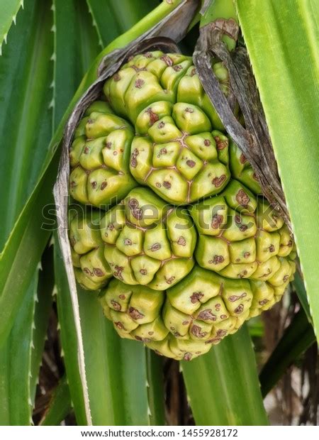 Tahitian Screw Pine Thatch Screw Pine Stock Photo Shutterstock