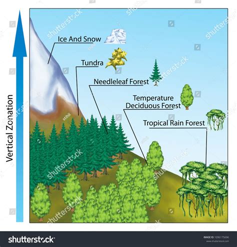 Altitudinal Zonation Of Forest Vegetation Altitudinal Zonation In