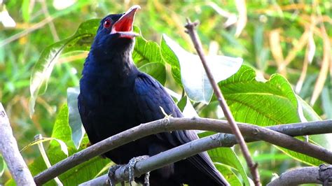 Koyal Calls Asian Koel Bird Singing Sound Cuckoo Bird Singing Song