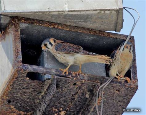 American Kestrel Nest Characteristics Location Use Avian Report