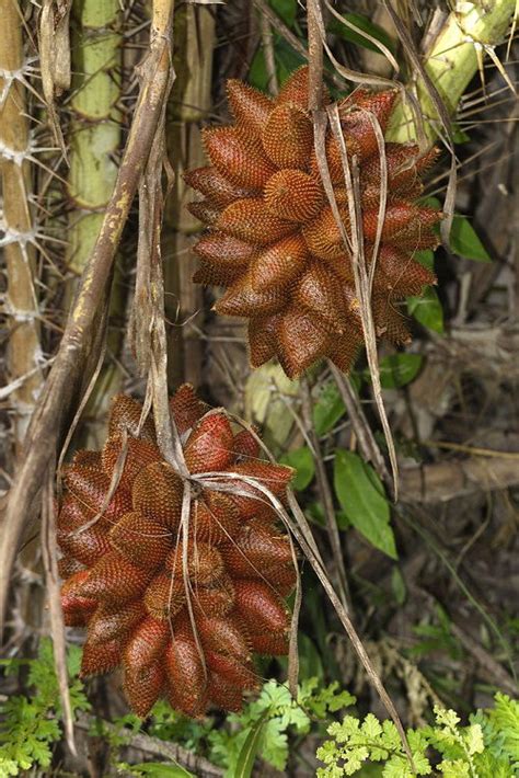 19 Most Strangest Fruits in the World | Balcony Garden Web