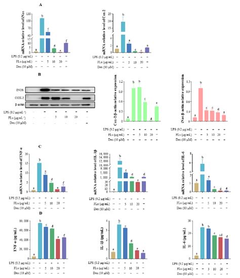 Effect Of Fls On The Production Of Pro Inflammatory Mediators Inos And