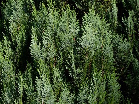 Chamaecyparis Lawsoniana Columnaris Blauwe Haagconifeer