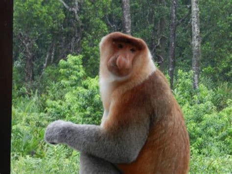 10 Incredible Proboscis Monkey Facts