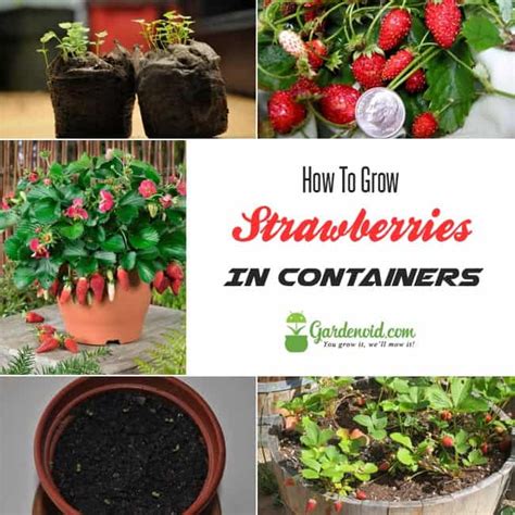 Growing Strawberries In Containers A Complete Guide Gardenoid