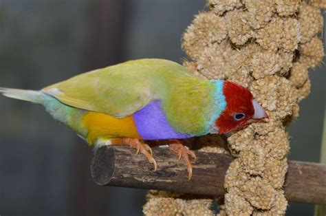 Ultimate Guide About Gouldian Finch Bird Breeds Pet Birds Finches Bird