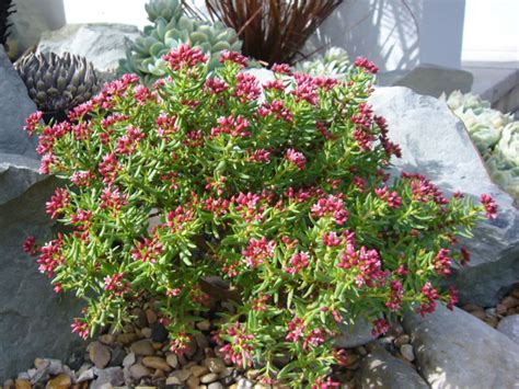 Crassula Sarcocaulis Bonsai Crassula World Of Succulents