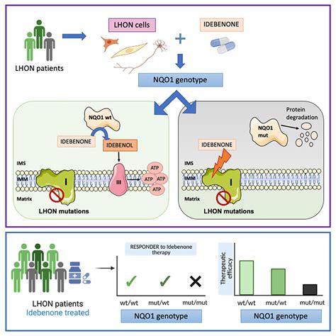 Genetic Variants Affecting NQO1 Protein Levels Impact The Efficacy Of