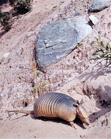 armadillo summary | Britannica