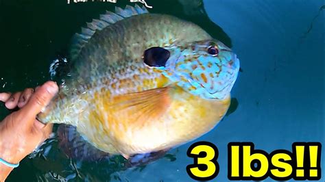 Fishing For Pound Bluegill Unbelievable Youtube