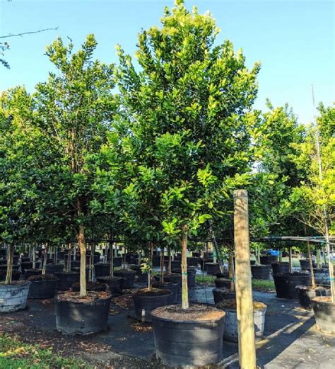 Drought Tolerant Trees: Definition & Examples | Treeworld Wholesale