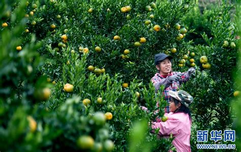 组图丨福建永春：小雪时节至 山中芦柑香 新华网