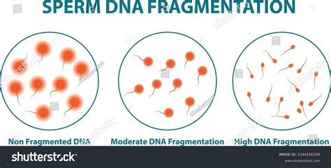 Dna Fragmentation Over Royalty Free Licensable Stock Vectors