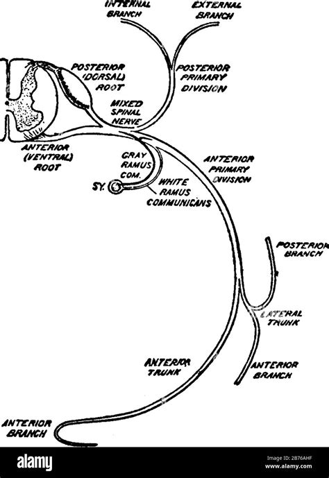 Spinal Nerve Roots Diagram