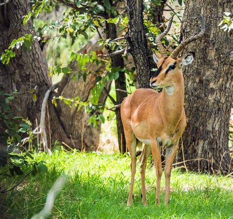 Black Faced Impala Hobatere Concession Namibia Black Fa Flickr