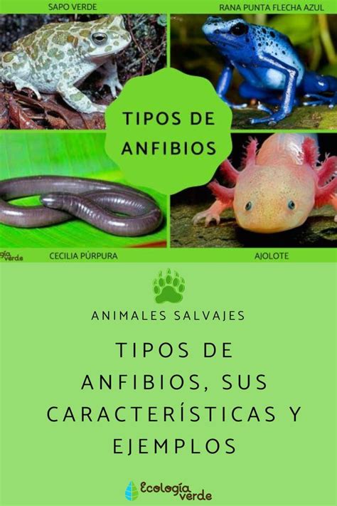 TIPOS de ANFIBIOS sus características y ejemplos Resumen Animales