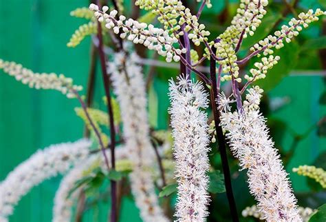 6+ Amazing Black Cohosh Benefits - Black Cohosh