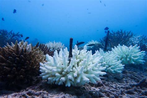 Here S How Coral Reefs Might Survive Hotter More Acidic Oceans New