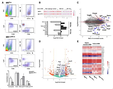 Mr Mineralocorticoid Receptor Inactivation Drives Macrophage