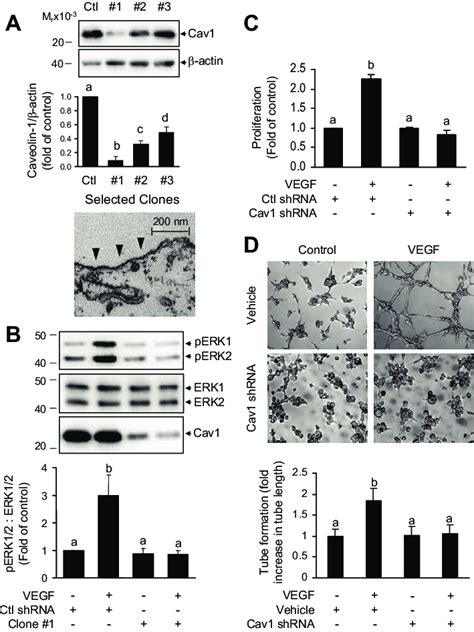 Down Regulation Of Caveolin 1 Suppresses VEGF Induced Angiogenic