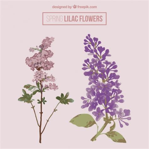 Lilac Flower Drawing at GetDrawings | Free download