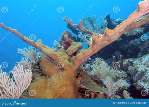 Elkhorn Coral Acropora Palmata Stock Image Image Of Central Marine