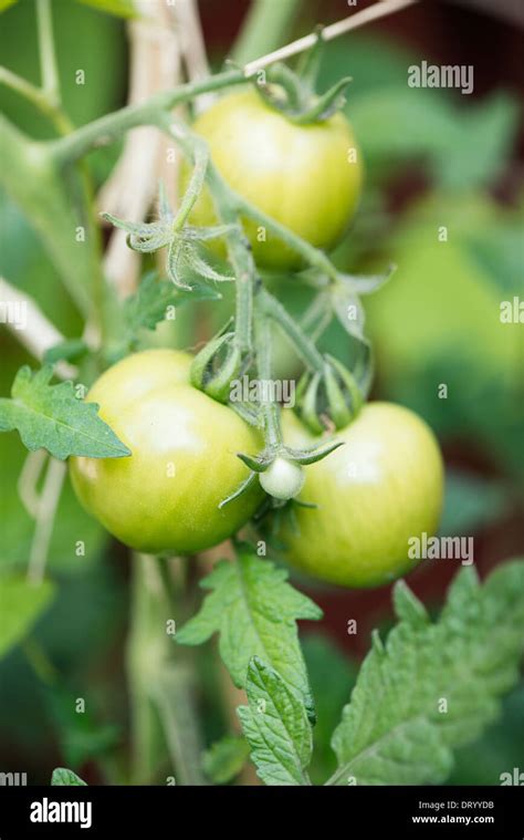 Image Of Green Tomatoes Hi Res Stock Photography And Images Alamy