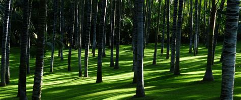 Green Grass Wallpaper 4K, Trees, Woods, Daylight, Forest