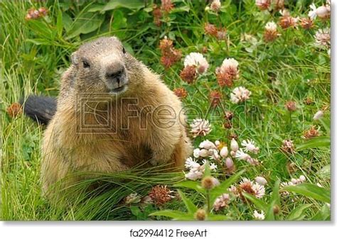 Free art print of Groundhog in his natural habitat | Free art prints ...