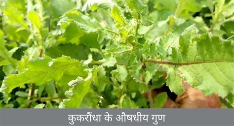 Medicinal Properties Of Kukraundha In Hindi कुकरौंधा के औषधीय गुण