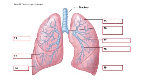 Conducting Zone Passages Diagram | Quizlet