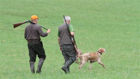 La Chasse Aux Sangliers Reprend En Aveyron Quels Conseils Pour Les